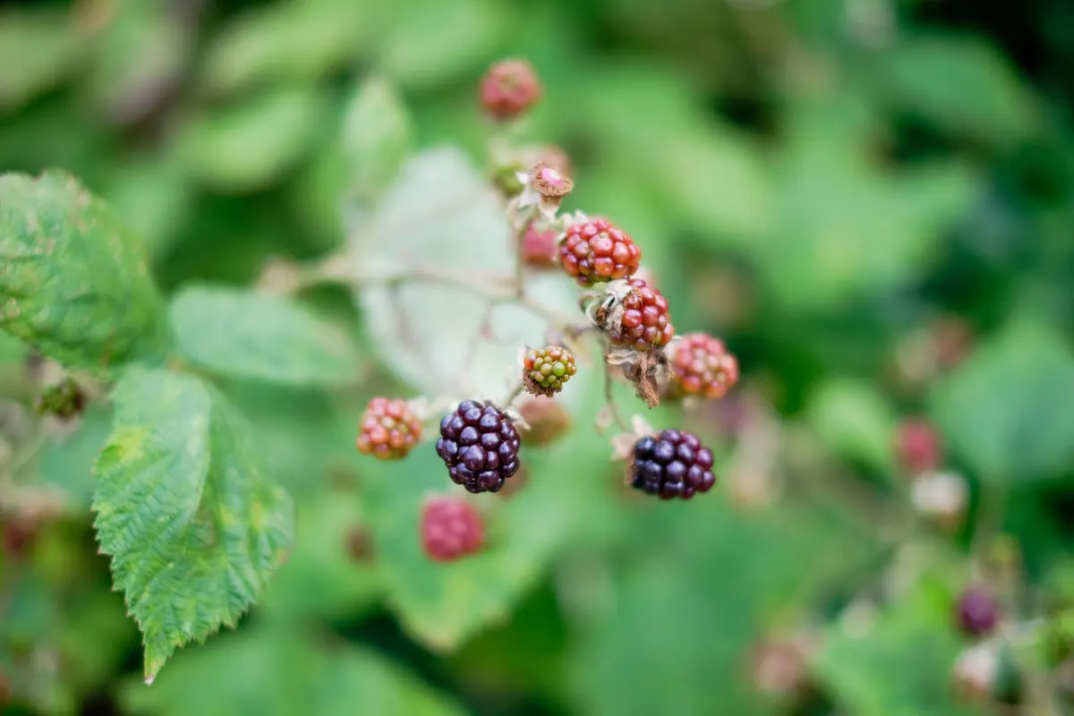 A Beginner's Guide to Foraging Blackberries in the UK Countryside