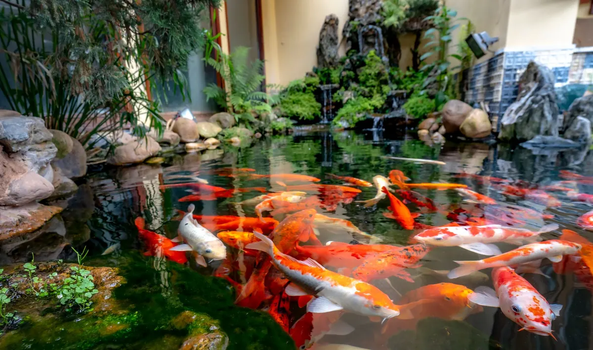 How to Build a Wildlife-Friendly Pond in a Small UK Garden