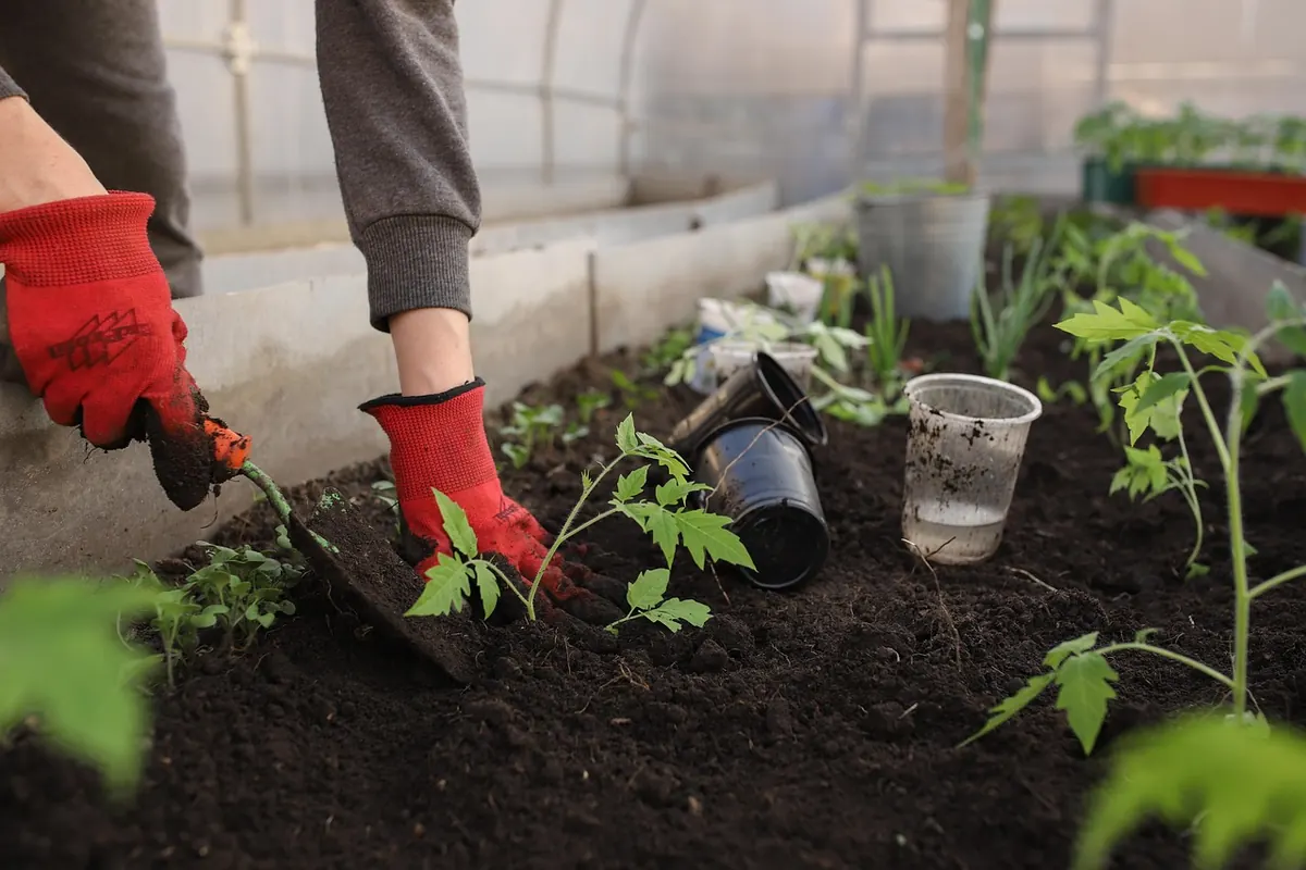The Beginner's Guide to No-Dig Vegetable Beds